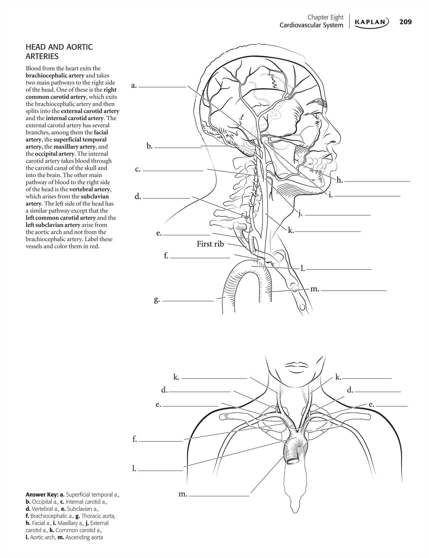Free Anatomy Coloring Book Pdf